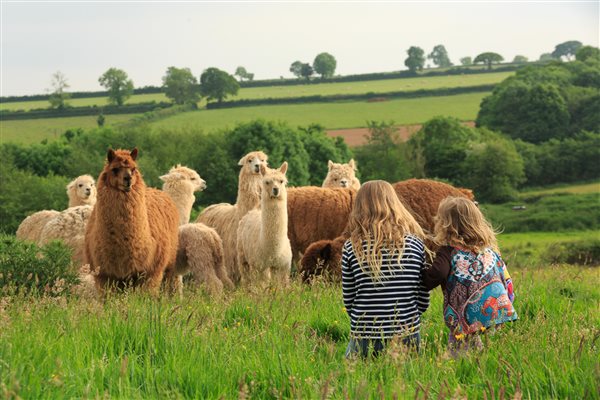 meeting the alpacas